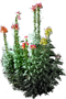 Common Snapdragon